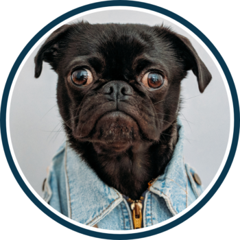 funny-dog
