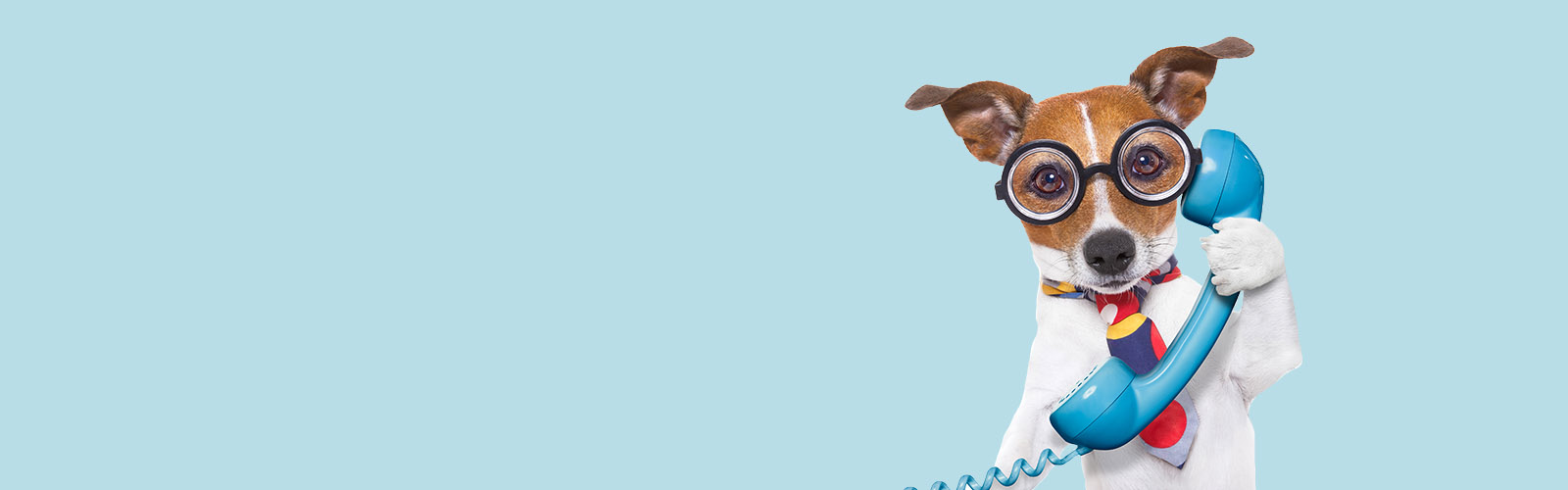dog on the phone