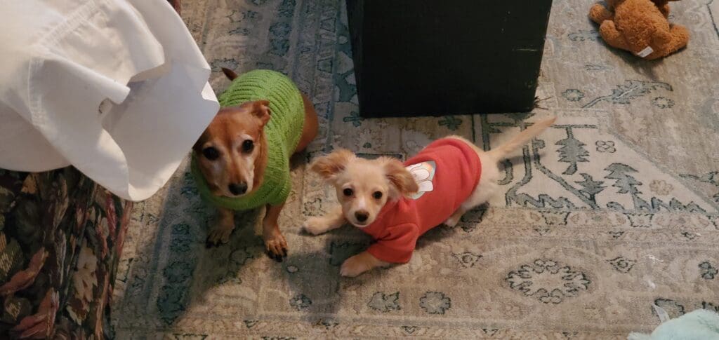two dogs in sweaters